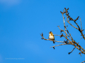 Jilguero europeo - Carduelis carduelis - Cadernera