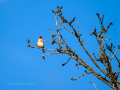 Jilguero europeo - Carduelis carduelis - Cadernera