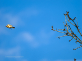 Jilguero europeo - Carduelis carduelis - Cadernera