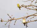 Jilguero europeo - Carduelis carduelis - Cadernera