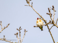 Jilguero europeo - Carduelis carduelis - Cadernera