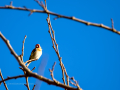 Jilguero europeo - Carduelis carduelis - Cadernera