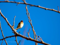 Jilguero europeo - Carduelis carduelis - Cadernera