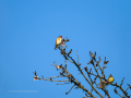 Jilguero europeo - Carduelis carduelis - Cadernera