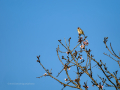 Jilguero europeo - Carduelis carduelis - Cadernera