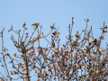 Jilguero europeo - Carduelis carduelis - Cadernera