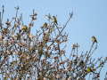 Jilguero europeo - Carduelis carduelis - Cadernera