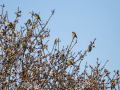 Jilguero europeo - Carduelis carduelis - Cadernera