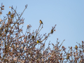 Jilguero europeo - Carduelis carduelis - Cadernera