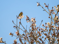 Jilguero europeo - Carduelis carduelis - Cadernera