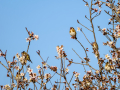 Jilguero europeo - Carduelis carduelis - Cadernera