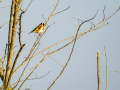 Jilguero europeo - Carduelis carduelis - Cadernera