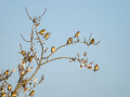 Jilguero europeo - Carduelis carduelis - Cadernera