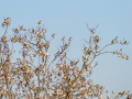 Jilguero europeo - Carduelis carduelis - Cadernera