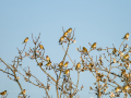 Jilguero europeo - Carduelis carduelis - Cadernera