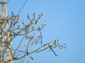 Jilguero europeo - Carduelis carduelis - Cadernera