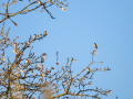 Jilguero europeo - Carduelis carduelis - Cadernera