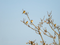 Jilguero europeo - Carduelis carduelis - Cadernera