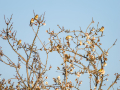 Jilguero europeo - Carduelis carduelis - Cadernera