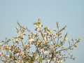 Jilguero europeo - Carduelis carduelis - Cadernera