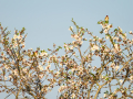 Jilguero europeo - Carduelis carduelis - Cadernera