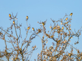 Jilguero europeo - Carduelis carduelis - Cadernera