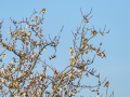 Jilguero europeo - Carduelis carduelis - Cadernera