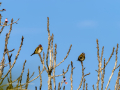 Jilguero europeo - Carduelis carduelis - Cadernera