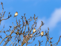 Jilguero europeo - Carduelis carduelis - Cadernera