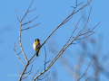 Jilguero europeo - Carduelis carduelis - Cadernera