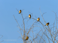 Jilguero europeo - Carduelis carduelis - Cadernera