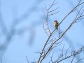 Jilguero europeo - Carduelis carduelis - Cadernera
