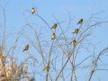 Jilguero europeo - Carduelis carduelis - Cadernera