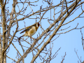 Jilguero europeo - Carduelis carduelis - Cadernera