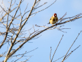 Jilguero europeo - Carduelis carduelis - Cadernera