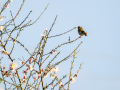 Jilguero europeo - Carduelis carduelis - Cadernera