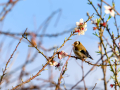 Jilguero europeo - Carduelis carduelis - Cadernera