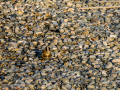Jilguero europeo - Carduelis carduelis - Cadernera