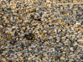 Jilguero europeo - Carduelis carduelis - Cadernera