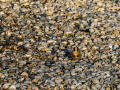 Jilguero europeo - Carduelis carduelis - Cadernera