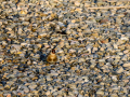 Jilguero europeo - Carduelis carduelis - Cadernera