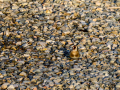 Jilguero europeo - Carduelis carduelis - Cadernera