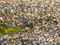 Jilguero europeo - Carduelis carduelis - Cadernera