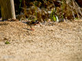 Jilguero europeo - Carduelis carduelis - Cadernera
