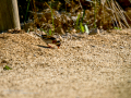 Jilguero europeo - Carduelis carduelis - Cadernera