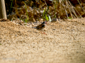 Jilguero europeo - Carduelis carduelis - Cadernera