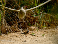 Jilguero europeo - Carduelis carduelis - Cadernera