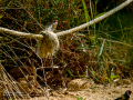 Jilguero europeo - Carduelis carduelis - Cadernera