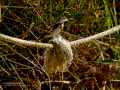 Jilguero europeo - Carduelis carduelis - Cadernera