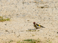 Jilguero europeo - Carduelis carduelis - Cadernera